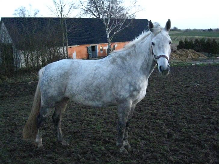 Dansk Varmblod Interezze billede 1