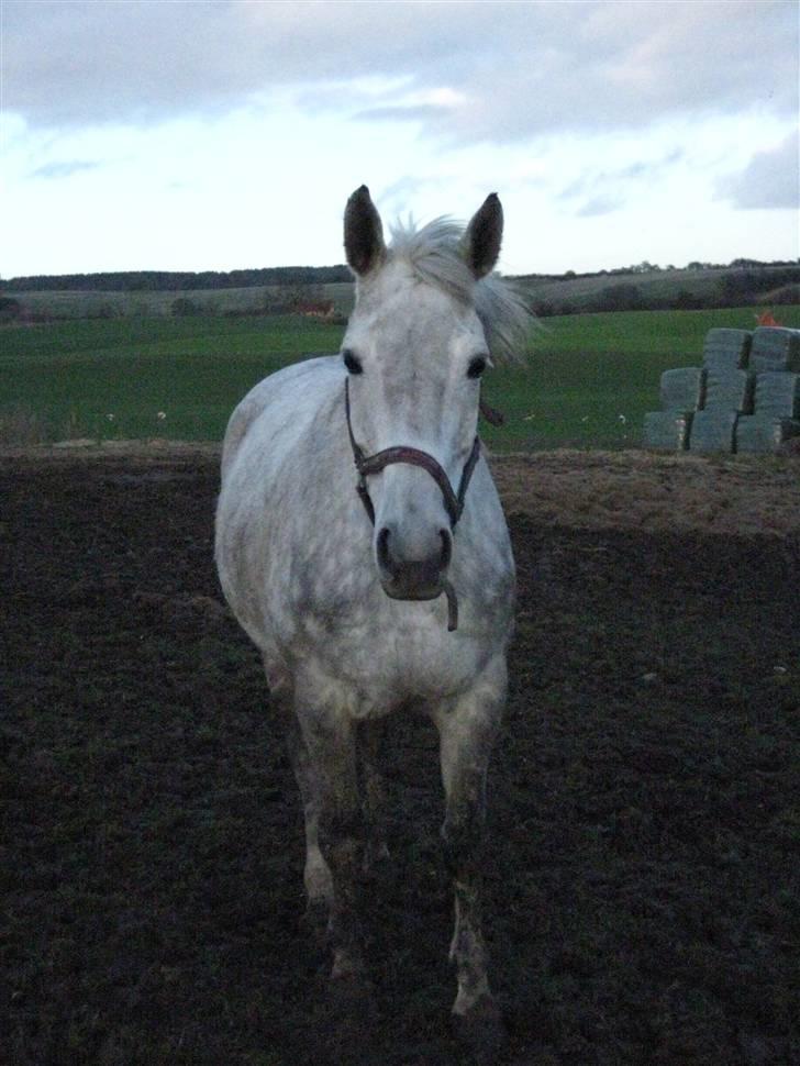 Dansk Varmblod Interezze billede 2