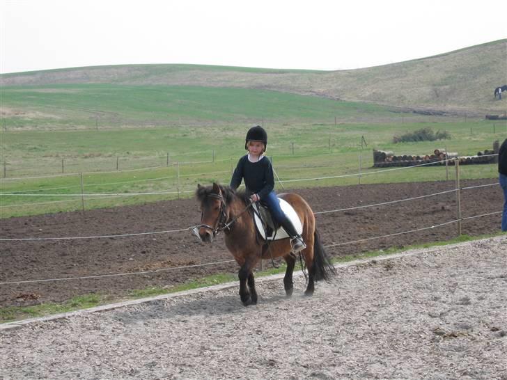 Shetlænder Musse *DØD* D'': - velkommen til Musse´s profil!! <,33 billede 1