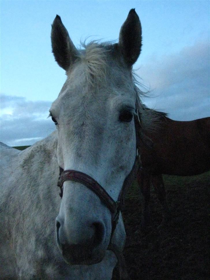 Dansk Varmblod Interezze billede 3