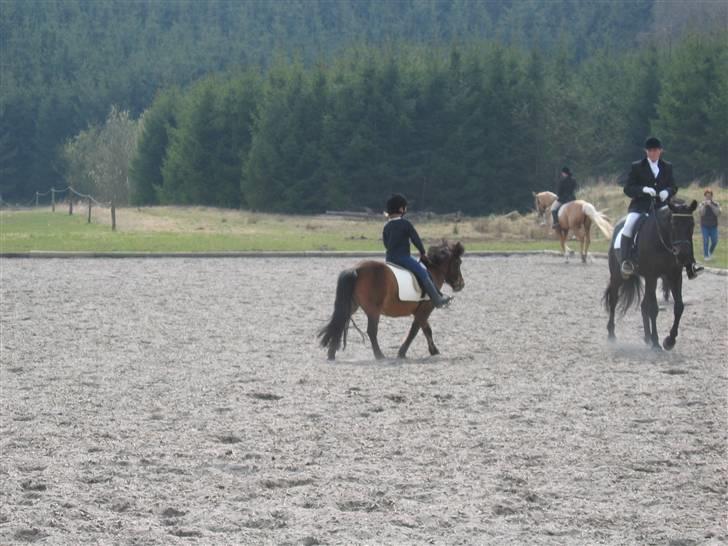 Shetlænder Musse *DØD* D'': - er hun ikk nuttet?? <,3 (det hér var i år 2002 såh red ikk så godt dengang!!) billede 2