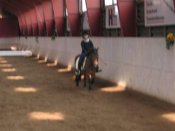 Shetlænder Musse *DØD* D'': - dressur hva ikk hendés største succés billede 3