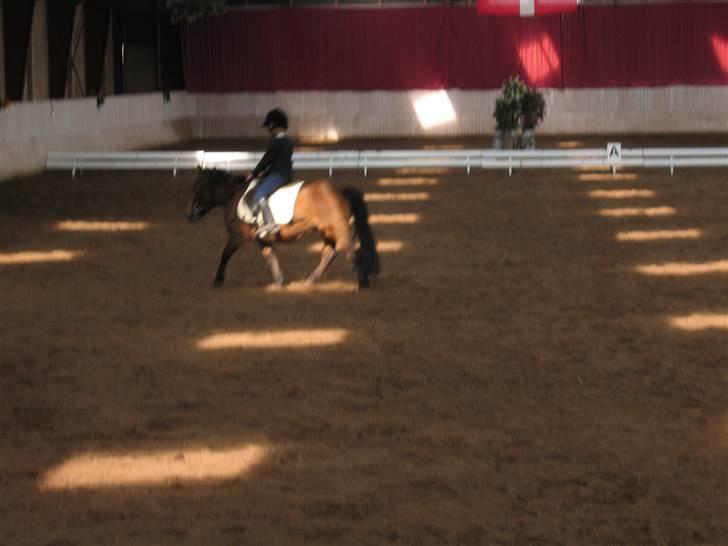 Shetlænder Musse *DØD* D'': - vi er i rampe-lyset øh øh.,. jeg mener sol-lyset HAHA <,,3333333 billede 5