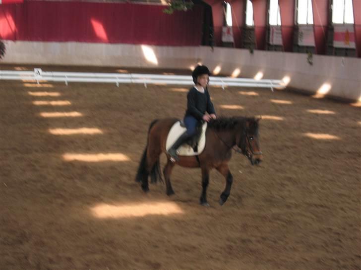 Shetlænder Musse *DØD* D'': - her går hun da okay , ik´? billede 6