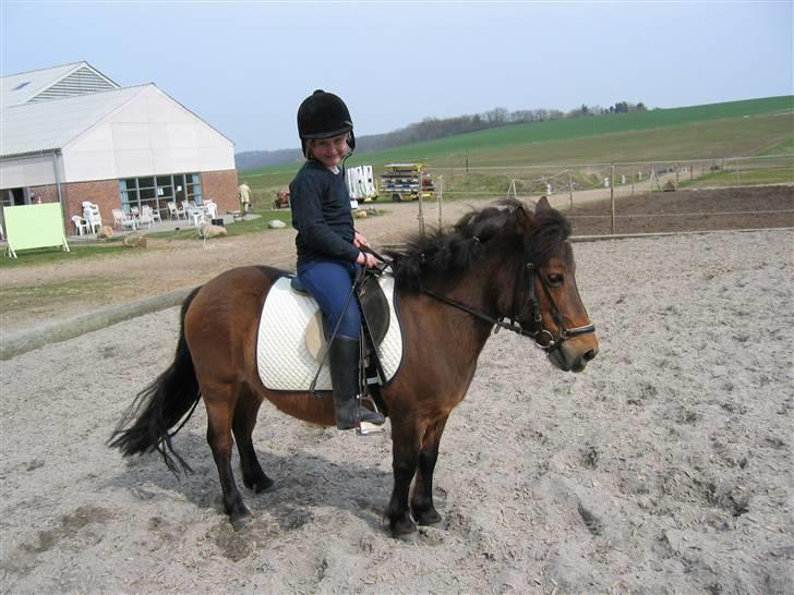 Shetlænder Musse *DØD* D'': - såh efter et langt godt stævne er hun træt :O gab, gab billede 7