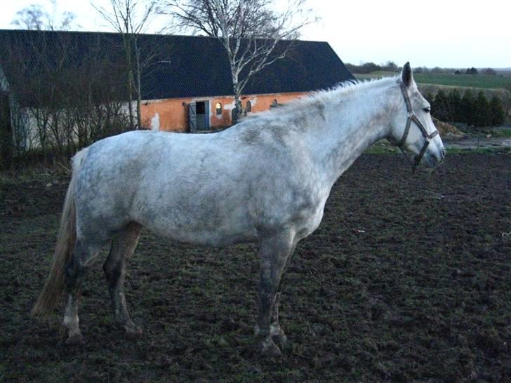 Dansk Varmblod Interezze billede 4