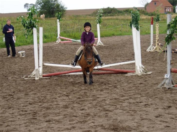 Shetlænder Musse *DØD* D'': - har lige sprunget en LE-bane <,.33 billede 8