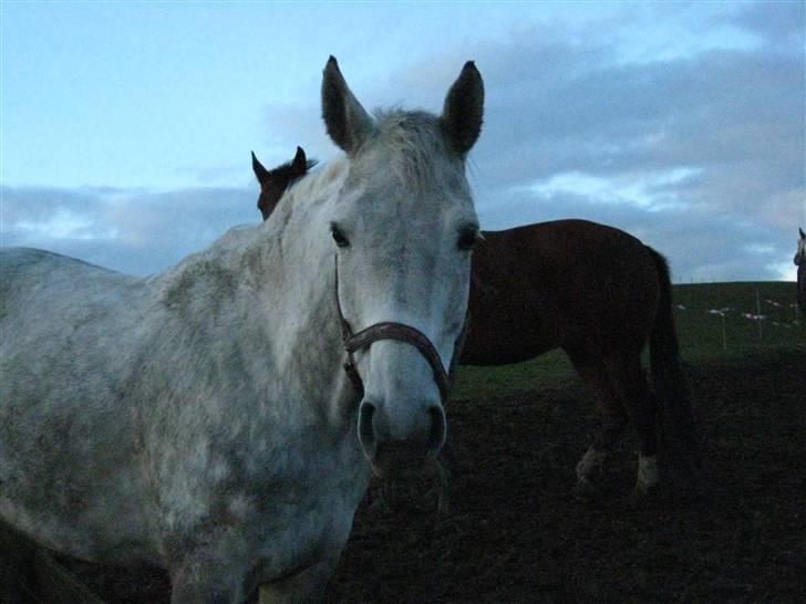 Dansk Varmblod Interezze billede 5