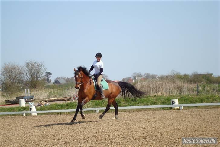 Holstener Lipicella *Gl. Part* - Lipicella :0) billede 1