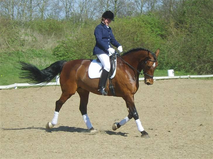 Holstener Lipicella *Gl. Part* - Lips til stævne i BLR med hendes 2. part :) billede 2