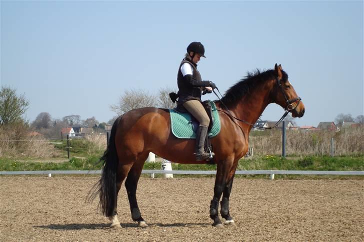 Holstener Lipicella *Gl. Part* billede 3