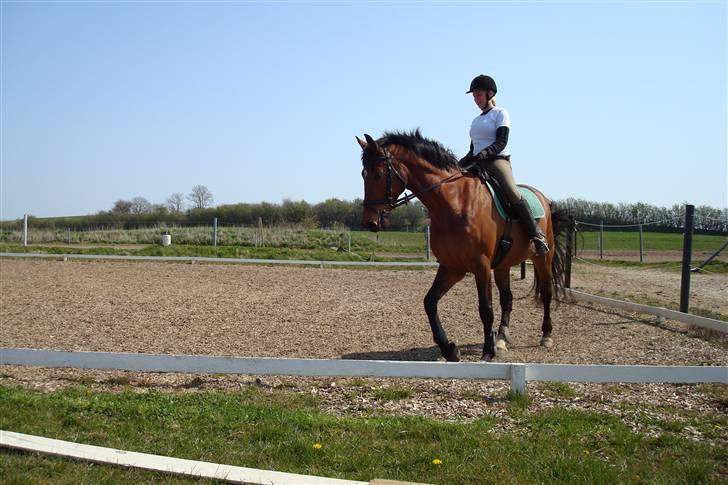 Holstener Lipicella *Gl. Part* billede 4