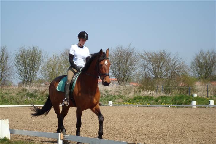 Holstener Lipicella *Gl. Part* billede 5