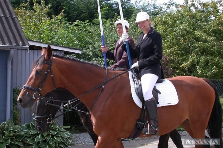 Holstener Lipicella *Gl. Part* - Til Skelde ringridning :) billede 6