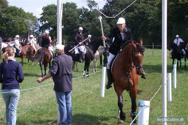 Holstener Lipicella *Gl. Part* - Vi er gode :) billede 8