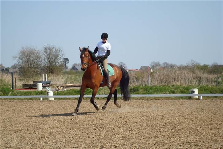 Holstener Lipicella *Gl. Part* billede 9