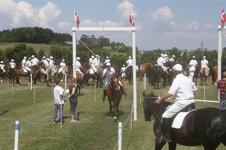 Holstener Lipicella *Gl. Part* - Her er vi til ringridning i Broager hun er bare en stjerne ;) billede 10