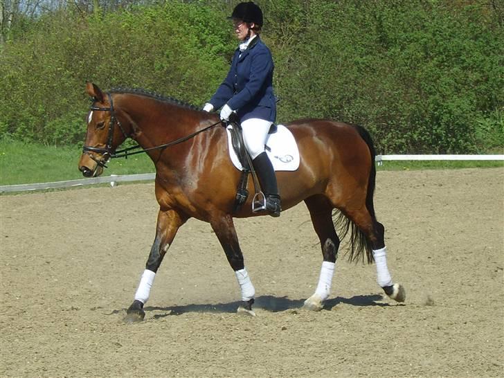 Holstener Lipicella *Gl. Part* - Til stævne i BLR med hendes 2. part :) billede 11