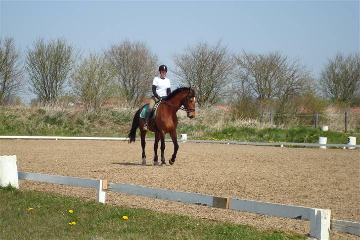 Holstener Lipicella *Gl. Part* billede 12