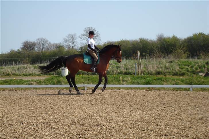 Holstener Lipicella *Gl. Part* billede 13