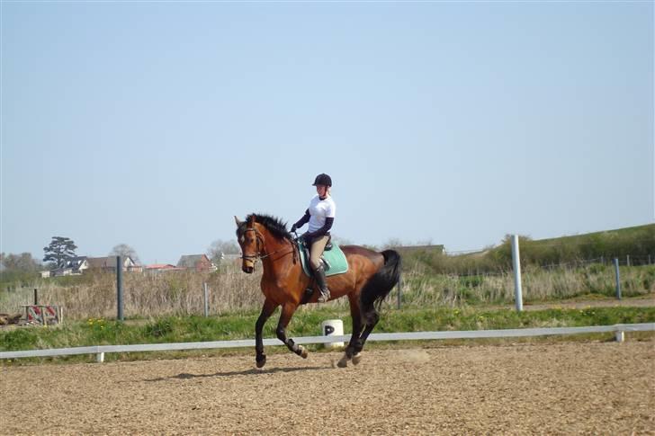 Holstener Lipicella *Gl. Part* billede 15