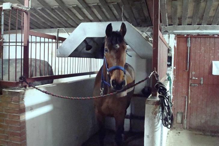 Holstener Lipicella *Gl. Part* - Lippi venter på at få sol ;0) billede 16