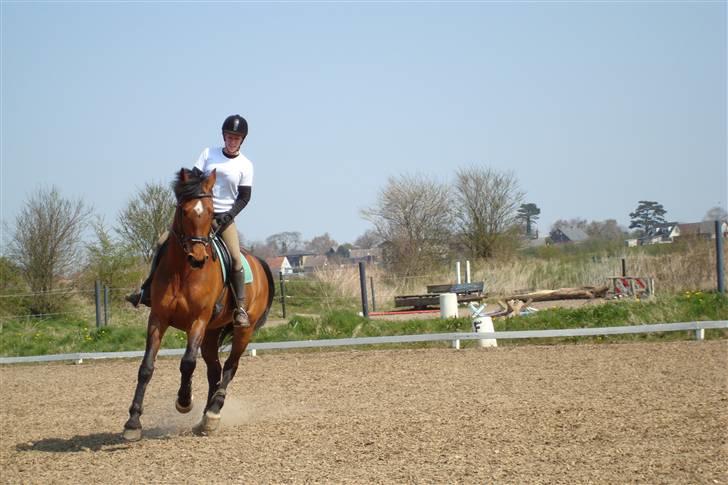 Holstener Lipicella *Gl. Part* billede 17