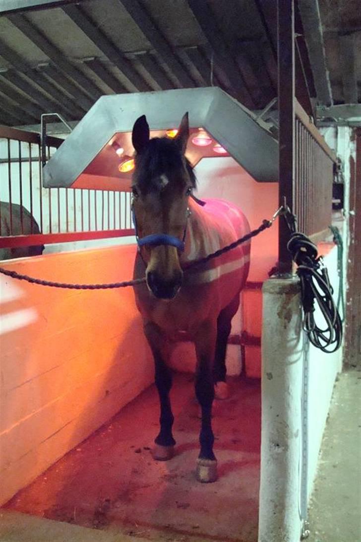 Holstener Lipicella *Gl. Part* - Ahhh, endelig... billede 18