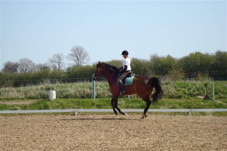 Holstener Lipicella *Gl. Part* billede 19