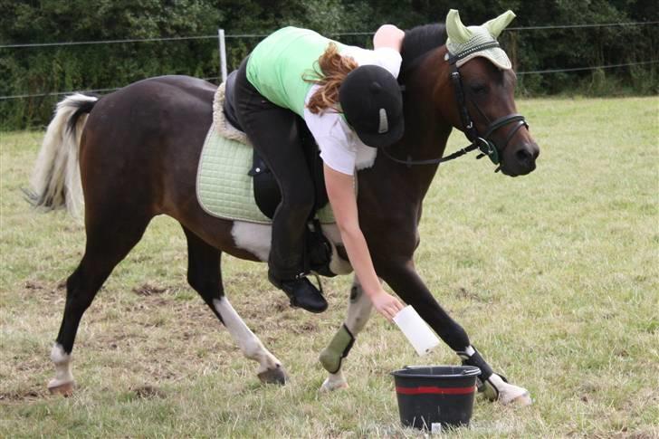 Pinto Spirit  - DM individuel i mounted games:) vandt D-finalen<3 leg: carton billede 2