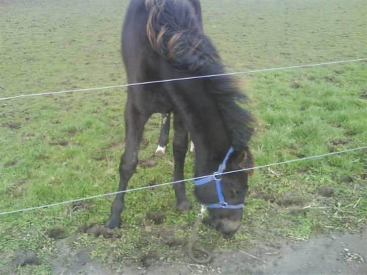 Traver precious pride billede 7