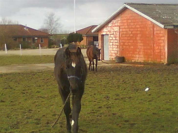 Traver precious pride billede 8