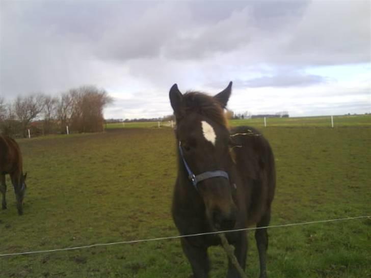 Traver precious pride billede 9