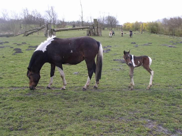 Pinto Spirit  - med sit føl<3 billede 3