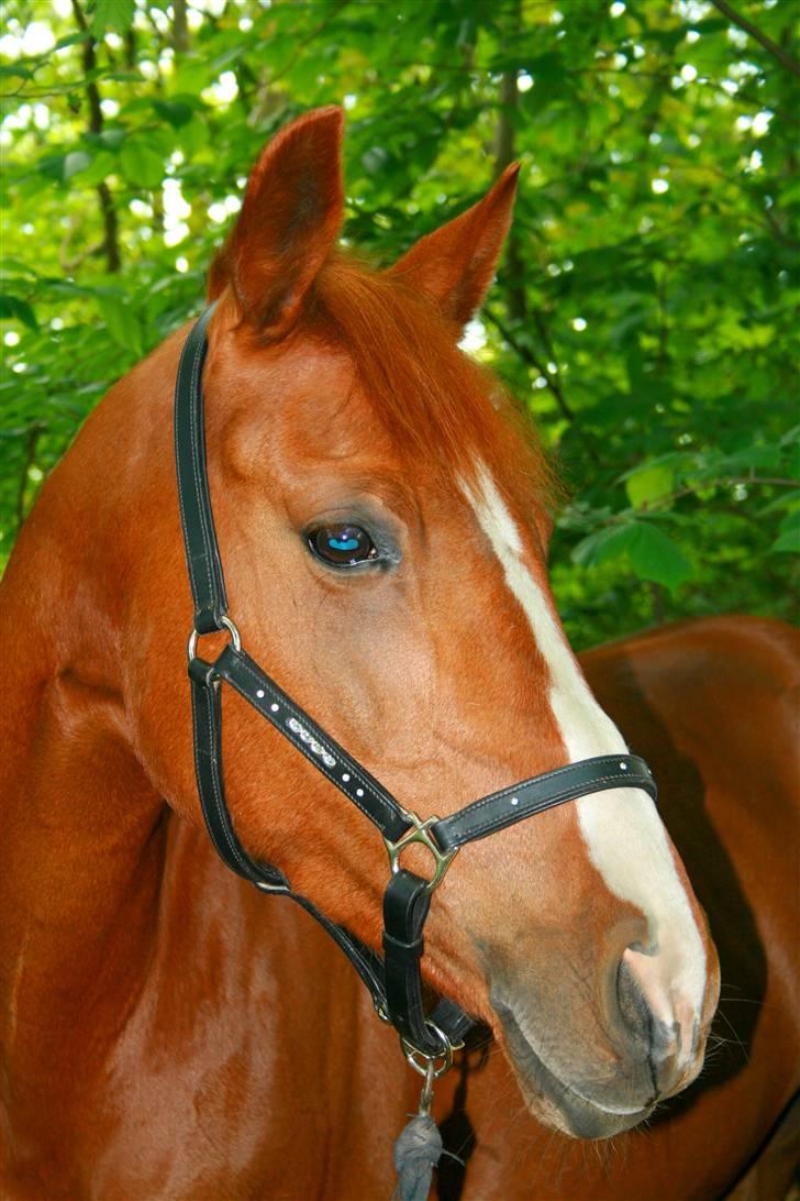 Anden særlig race Cassiopeia - Mit smukke fjæs<3  billede 1
