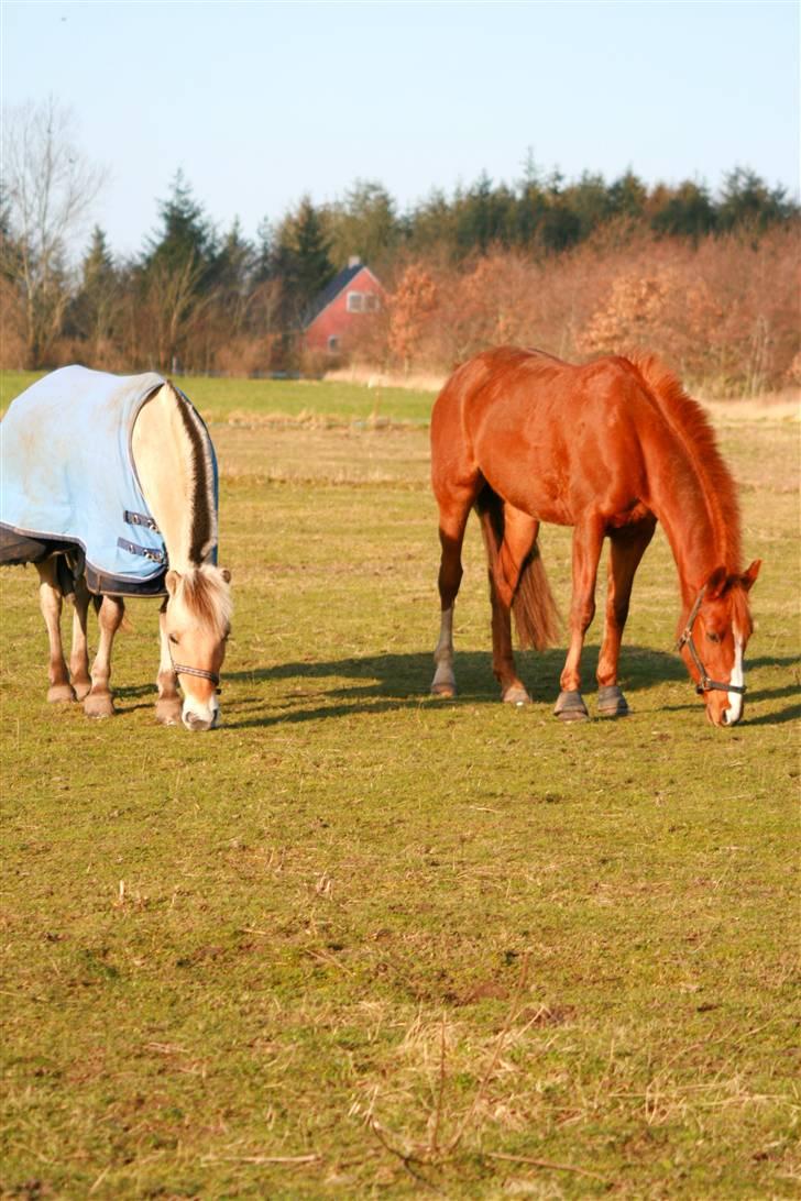 Anden særlig race Cassiopeia - Kæresten Max og mig<3  billede 2