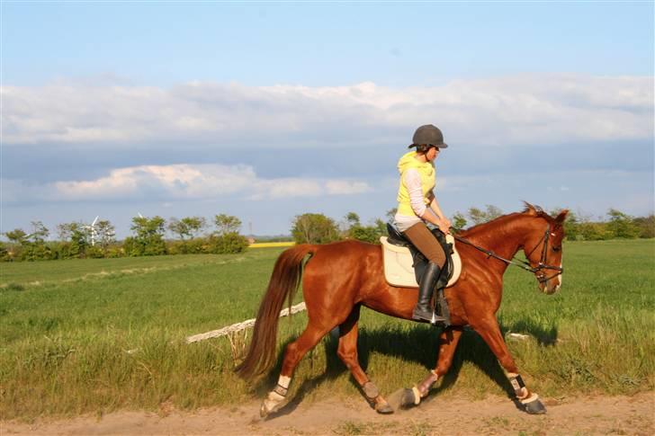 Anden særlig race Cassiopeia - dressur igen :( røv sygt!  billede 5