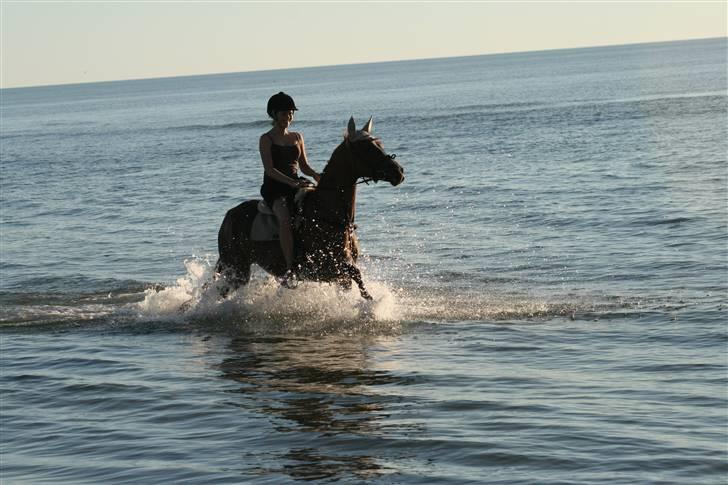 Anden særlig race Cassiopeia - stranden<3 08 billede 7