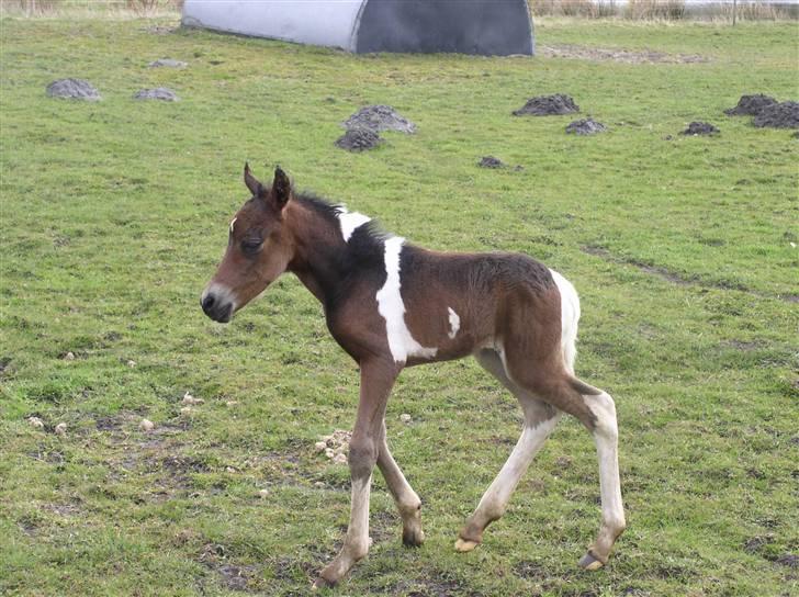 Pinto freestyle R.I.P billede 1