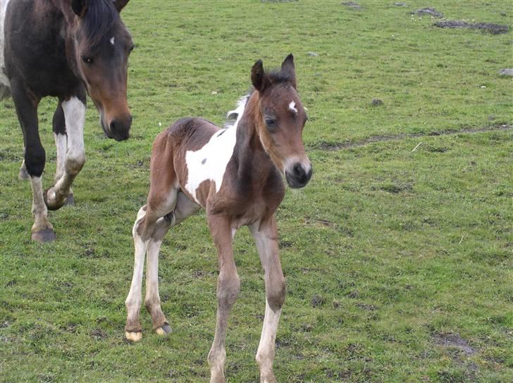 Pinto freestyle R.I.P billede 3