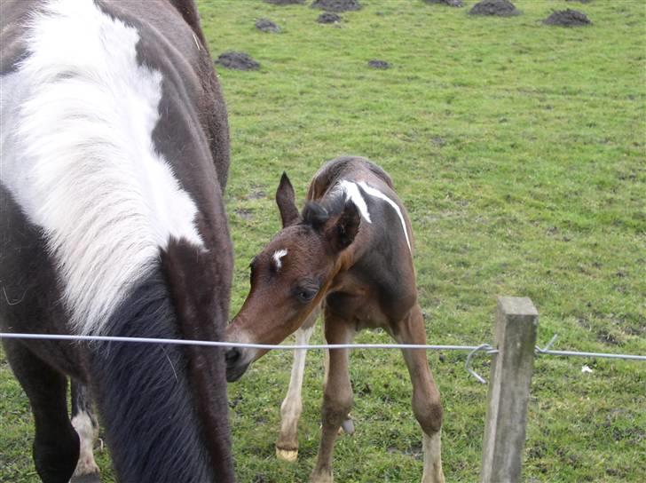 Pinto freestyle R.I.P billede 4