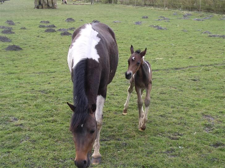 Pinto freestyle R.I.P billede 5
