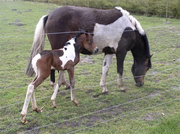 Pinto freestyle R.I.P billede 6