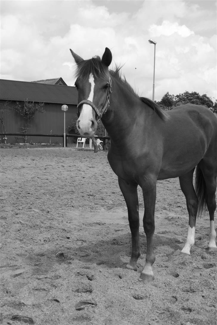 New Forest Fjordglimts Sunstar <3 - Smukken <33 foto: mig billede 16