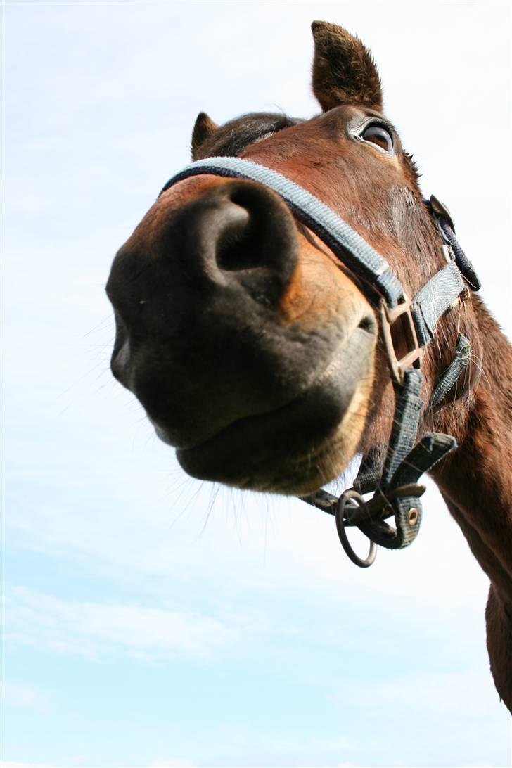 New Forest Silas Surprice - Hej hej - tak fordi I kiggede forbi ;D  billede 20