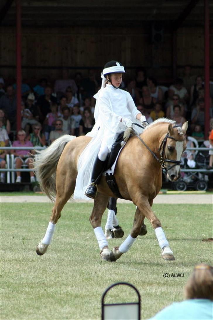 Welsh Cob (sec D) Åvangs Bounty A-pony - Fra Landsskuet i Herning.. <3 En go´ øning!! :) billede 6