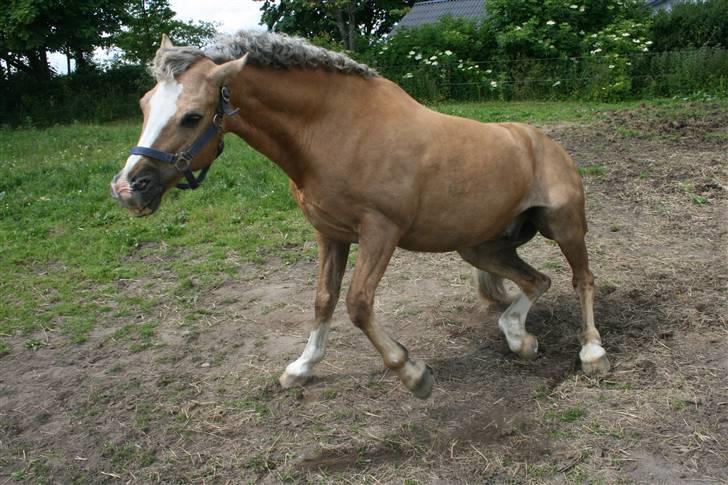 Welsh Cob (sec D) Åvangs Bounty A-pony - Uhh, det er dejligt !! :D <3 billede 7