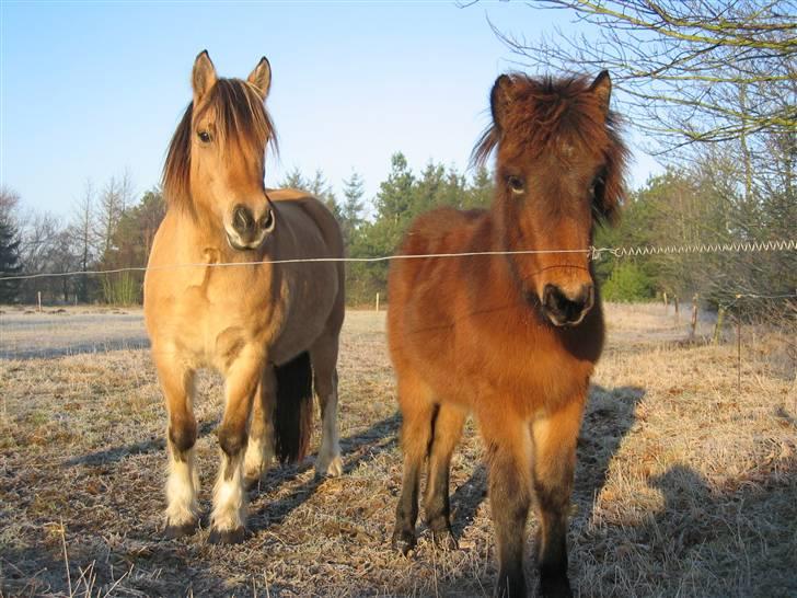 Irish Cob Crossbreed Ove billede 10