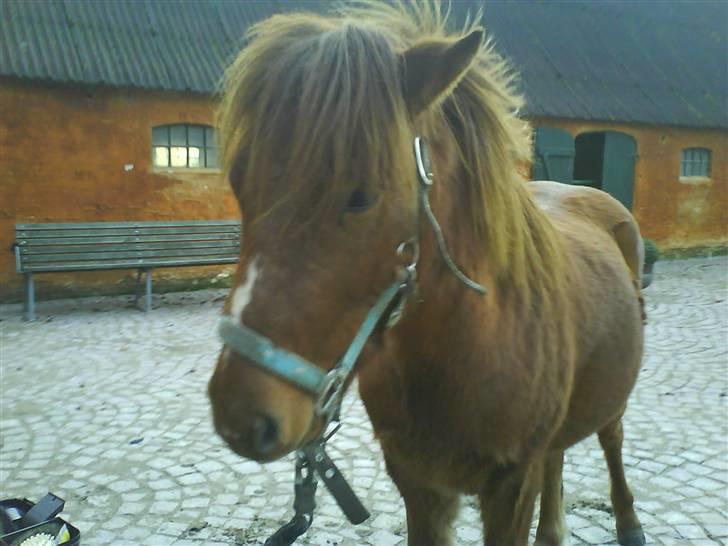 Gotlandsruss Lorenzo - ser lidt sur ud men han er bare træt;p<333 billede 10