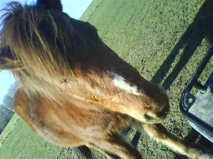 Gotlandsruss Lorenzo - jeg sad ude på folden;)<333 billede 11